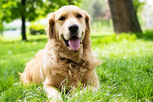 Safest dog breeds