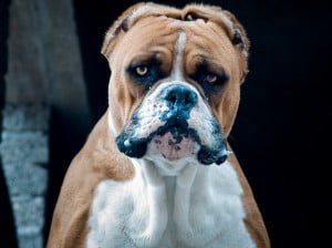 Dog and animal bites questions