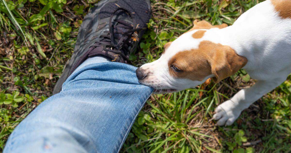 Cleveland Dog Bite Lawyer Friedman, Domiano & Smith