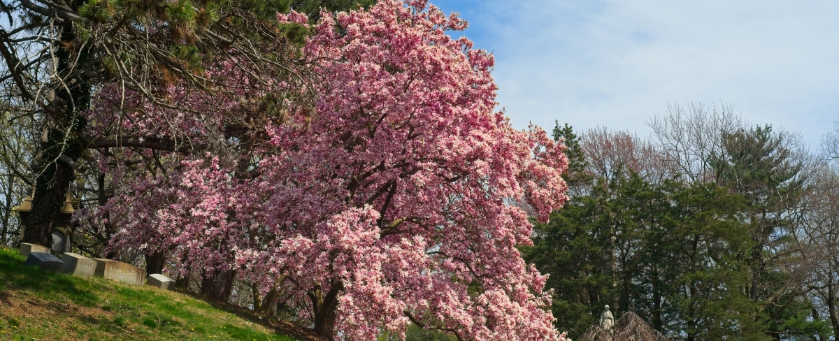 large tree in blossom